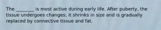 The ________ is most active during early life. After puberty, the tissue undergoes changes; it shrinks in size and is gradually replaced by <a href='https://www.questionai.com/knowledge/kYDr0DHyc8-connective-tissue' class='anchor-knowledge'>connective tissue</a> and fat.