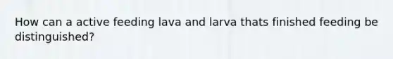 How can a active feeding lava and larva thats finished feeding be distinguished?