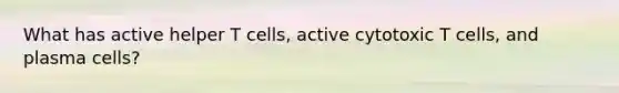 What has active helper T cells, active cytotoxic T cells, and plasma cells?