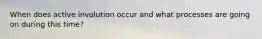 When does active involution occur and what processes are going on during this time?