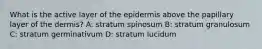 What is the active layer of the epidermis above the papillary layer of the dermis? A: stratum spinosum B: stratum granulosum C: stratum germinativum D: stratum lucidum