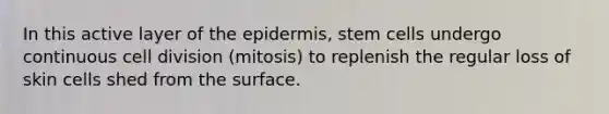 In this active layer of the epidermis, stem cells undergo continuous cell division (mitosis) to replenish the regular loss of skin cells shed from the surface.