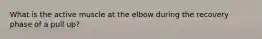 What is the active muscle at the elbow during the recovery phase of a pull up?