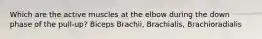 Which are the active muscles at the elbow during the down phase of the pull-up? Biceps Brachii, Brachialis, Brachioradialis