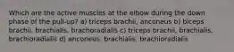 Which are the active muscles at the elbow during the down phase of the pull-up? a) triceps brachii, anconeus b) biceps brachii, brachialis, brachoradialis c) triceps brachii, brachialis, brachioradialis d) anconeus, brachialis, brachioradialis