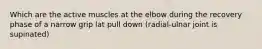 Which are the active muscles at the elbow during the recovery phase of a narrow grip lat pull down (radial-ulnar joint is supinated)