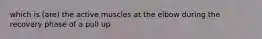 which is (are) the active muscles at the elbow during the recovery phase of a pull up