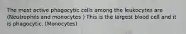 The most active phagocytic cells among the leukocytes are (Neutrophils and monocytes ) This is the largest blood cell and it is phagocytic. (Monocytes)