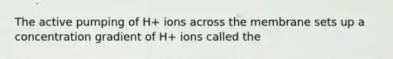 The active pumping of H+ ions across the membrane sets up a concentration gradient of H+ ions called the