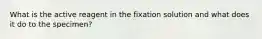 What is the active reagent in the fixation solution and what does it do to the specimen?