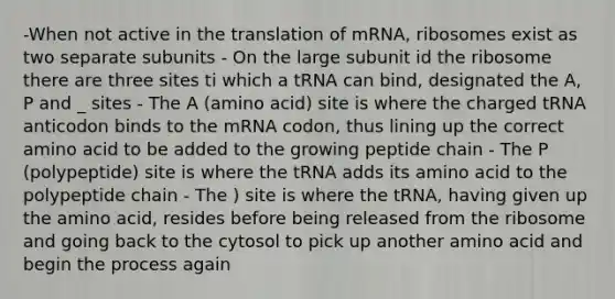 -When not active in the translation of mRNA, ribosomes exist as two separate subunits - On the large subunit id the ribosome there are three sites ti which a tRNA can bind, designated the A, P and _ sites - The A (amino acid) site is where the charged tRNA anticodon binds to the mRNA codon, thus lining up the correct amino acid to be added to the growing peptide chain - The P (polypeptide) site is where the tRNA adds its amino acid to the polypeptide chain - The ) site is where the tRNA, having given up the amino acid, resides before being released from the ribosome and going back to the cytosol to pick up another amino acid and begin the process again