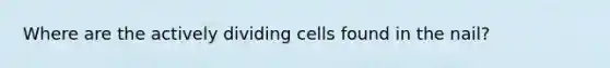 Where are the actively dividing cells found in the nail?