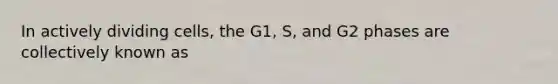 In actively dividing cells, the G1, S, and G2 phases are collectively known as