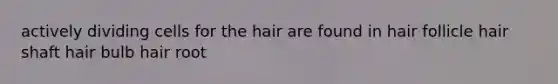 actively dividing cells for the hair are found in hair follicle hair shaft hair bulb hair root