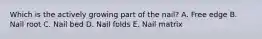 Which is the actively growing part of the nail? A. Free edge B. Nail root C. Nail bed D. Nail folds E. Nail matrix