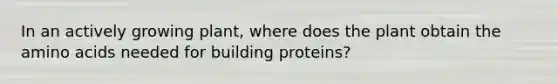 In an actively growing plant, where does the plant obtain the amino acids needed for building proteins?