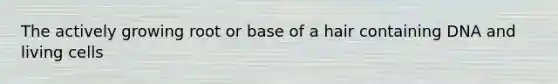 The actively growing root or base of a hair containing DNA and living cells