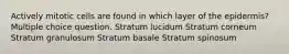 Actively mitotic cells are found in which layer of the epidermis? Multiple choice question. Stratum lucidum Stratum corneum Stratum granulosum Stratum basale Stratum spinosum