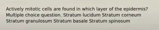 Actively mitotic cells are found in which layer of the epidermis? Multiple choice question. Stratum lucidum Stratum corneum Stratum granulosum Stratum basale Stratum spinosum