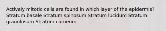 Actively mitotic cells are found in which layer of the epidermis? Stratum basale Stratum spinosum Stratum lucidum Stratum granulosum Stratum corneum