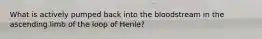 What is actively pumped back into the bloodstream in the ascending limb of the loop of Henle?