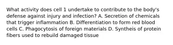 What activity does cell 1 undertake to contribute to the body's defense against injury and infection? A. Secretion of chemicals that trigger inflammation B. Differentiation to form red blood cells C. Phagocytosis of foreign materials D. Syntheis of protein fibers used to rebuild damaged tissue