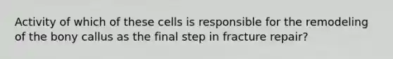 Activity of which of these cells is responsible for the remodeling of the bony callus as the final step in fracture repair?