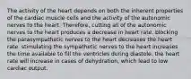 The activity of the heart depends on both the inherent properties of the cardiac muscle cells and the activity of the autonomic nerves to the heart. Therefore, cutting all of the autonomic nerves to the heart produces a decrease in heart rate. blocking the parasympathetic nerves to the heart decreases the heart rate. stimulating the sympathetic nerves to the heart increases the time available to fill the ventricles during diastole. the heart rate will increase in cases of dehydration, which lead to low cardiac output.