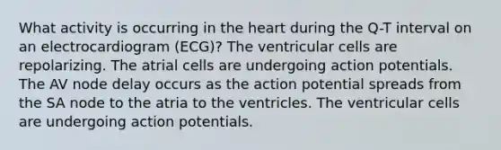 What activity is occurring in the heart during the Q-T interval on an electrocardiogram (ECG)? The ventricular cells are repolarizing. The atrial cells are undergoing action potentials. The AV node delay occurs as the action potential spreads from the SA node to the atria to the ventricles. The ventricular cells are undergoing action potentials.