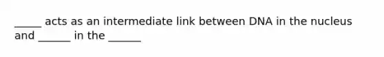 _____ acts as an intermediate link between DNA in the nucleus and ______ in the ______