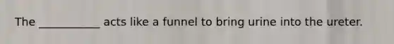 The ___________ acts like a funnel to bring urine into the ureter.