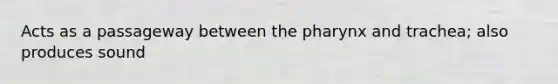 Acts as a passageway between the pharynx and trachea; also produces sound