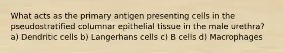 What acts as the primary antigen presenting cells in the pseudostratified columnar epithelial tissue in the male urethra? a) Dendritic cells b) Langerhans cells c) B cells d) Macrophages