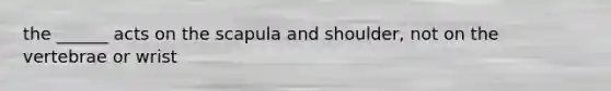 the ______ acts on the scapula and shoulder, not on the vertebrae or wrist