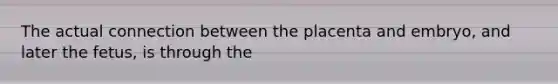 The actual connection between the placenta and embryo, and later the fetus, is through the