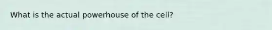 What is the actual powerhouse of the cell?