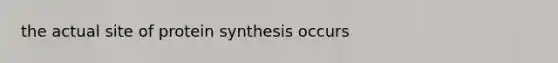 the actual site of <a href='https://www.questionai.com/knowledge/kVyphSdCnD-protein-synthesis' class='anchor-knowledge'>protein synthesis</a> occurs