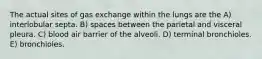 The actual sites of gas exchange within the lungs are the A) interlobular septa. B) spaces between the parietal and visceral pleura. C) blood air barrier of the alveoli. D) terminal bronchioles. E) bronchioles.