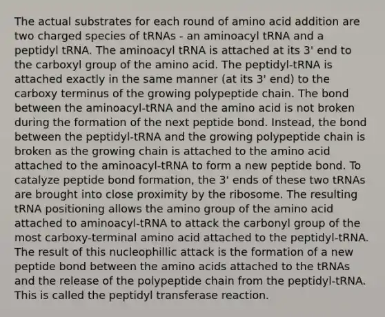 The actual substrates for each round of amino acid addition are two charged species of tRNAs - an aminoacyl tRNA and a peptidyl tRNA. The aminoacyl tRNA is attached at its 3' end to the carboxyl group of the amino acid. The peptidyl-tRNA is attached exactly in the same manner (at its 3' end) to the carboxy terminus of the growing polypeptide chain. The bond between the aminoacyl-tRNA and the amino acid is not broken during the formation of the next peptide bond. Instead, the bond between the peptidyl-tRNA and the growing polypeptide chain is broken as the growing chain is attached to the amino acid attached to the aminoacyl-tRNA to form a new peptide bond. To catalyze peptide bond formation, the 3' ends of these two tRNAs are brought into close proximity by the ribosome. The resulting tRNA positioning allows the amino group of the amino acid attached to aminoacyl-tRNA to attack the carbonyl group of the most carboxy-terminal amino acid attached to the peptidyl-tRNA. The result of this nucleophillic attack is the formation of a new peptide bond between the amino acids attached to the tRNAs and the release of the polypeptide chain from the peptidyl-tRNA. This is called the peptidyl transferase reaction.