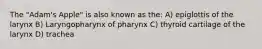 The "Adam's Apple" is also known as the: A) epiglottis of the larynx B) Laryngopharynx of pharynx C) thyroid cartilage of the larynx D) trachea