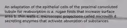 An adaptation of the epithelial cells of the proximal convoluted tubule for reabsorption is a. rugae folds that increase surface area b. thin walls c. microscopic projections called microvillli d. secreting enzymes that activate absorption of substances