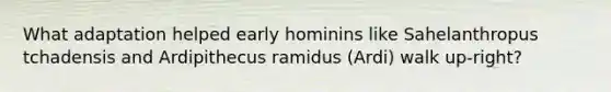 What adaptation helped early hominins like Sahelanthropus tchadensis and Ardipithecus ramidus (Ardi) walk up-right?