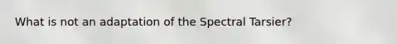 What is not an adaptation of the Spectral Tarsier?