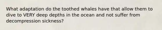 What adaptation do the toothed whales have that allow them to dive to VERY deep depths in the ocean and not suffer from decompression sickness?