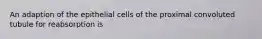 An adaption of the epithelial cells of the proximal convoluted tubule for reabsorption is