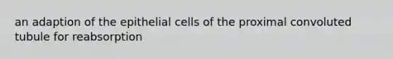 an adaption of the epithelial cells of the proximal convoluted tubule for reabsorption