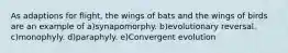 As adaptions for flight, the wings of bats and the wings of birds are an example of a)synapomorphy. b)evolutionary reversal. c)monophyly. d)paraphyly. e)Convergent evolution