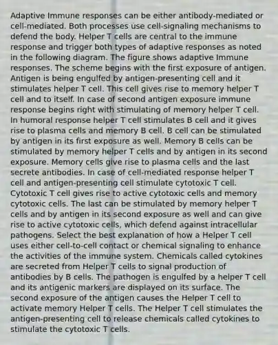 Adaptive Immune responses can be either antibody-mediated or cell-mediated. Both processes use cell-signaling mechanisms to defend the body. Helper T cells are central to the immune response and trigger both types of adaptive responses as noted in the following diagram. The figure shows adaptive Immune responses. The scheme begins with the first exposure of antigen. Antigen is being engulfed by antigen-presenting cell and it stimulates helper T cell. This cell gives rise to memory helper T cell and to itself. In case of second antigen exposure immune response begins right with stimulating of memory helper T cell. In humoral response helper T cell stimulates B cell and it gives rise to plasma cells and memory B cell. B cell can be stimulated by antigen in its first exposure as well. Memory B cells can be stimulated by memory helper T cells and by antigen in its second exposure. Memory cells give rise to plasma cells and the last secrete antibodies. In case of cell-mediated response helper T cell and antigen-presenting cell stimulate cytotoxic T cell. Cytotoxic T cell gives rise to active cytotoxic cells and memory cytotoxic cells. The last can be stimulated by memory helper T cells and by antigen in its second exposure as well and can give rise to active cytotoxic cells, which defend against intracellular pathogens. Select the best explanation of how a Helper T cell uses either cell-to-cell contact or chemical signaling to enhance the activities of the immune system. Chemicals called cytokines are secreted from Helper T cells to signal production of antibodies by B cells. The pathogen is engulfed by a helper T cell and its antigenic markers are displayed on its surface. The second exposure of the antigen causes the Helper T cell to activate memory Helper T cells. The Helper T cell stimulates the antigen-presenting cell to release chemicals called cytokines to stimulate the cytotoxic T cells.