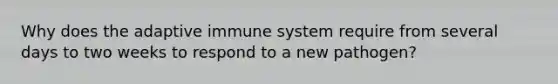 Why does the adaptive immune system require from several days to two weeks to respond to a new pathogen?