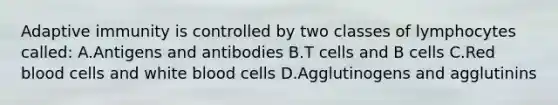 Adaptive immunity is controlled by two classes of lymphocytes called: A.Antigens and antibodies B.T cells and B cells C.Red blood cells and white blood cells D.Agglutinogens and agglutinins